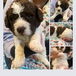 Hazel - Brown roan Lagotto Romagnolo puppy in Westlake, Oregon from Premier Truffles
