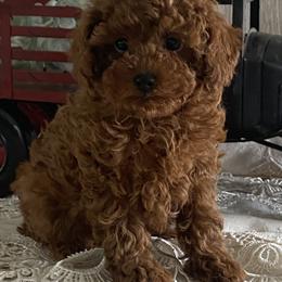 Cordova - Red  male Poodle puppy in Lagrange, Indiana from Heavn Sent Acres