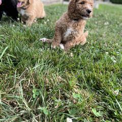 Saint Berdoodle Puppies from Highland Ridge Doodles