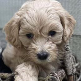 Maltipoos from Augie's Doggies