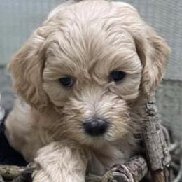 Maltipoos from Augie's Doggies
