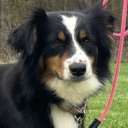 Emmy M - Miniature American Shepherd