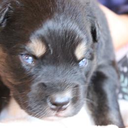 Winton - Black tri-color male Australian Shepherd puppy in Sonoita, Arizona from Gardner Canyon Kennels