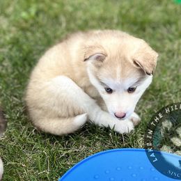 Pomsky Puppies from Lake in the hills Pomskies