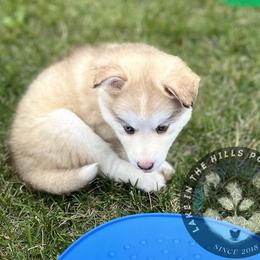 Pomsky Puppies from Lake in the hills Pomskies