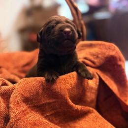 Cider - Chocolate male Labrador Retriever puppy in Sweet Home, Oregon from Knotty Creek Labradors