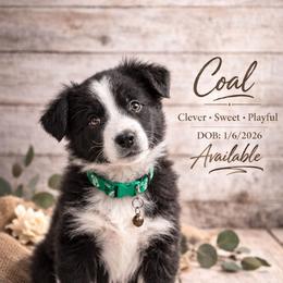 Coal - Black & white male Australian Shepherd puppy in Citra, Florida from AEW Farm