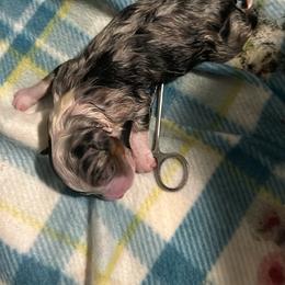 Blue merle - Blue merle female Australian Shepherd puppy in Muncie, Indiana from Gemfire Australian Shepherds
