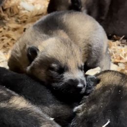 Boy 1 - Sable male German Shepherd puppy in Sierra Vista, Arizona from KnightWatch K-9
