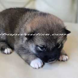 Toro - Red male Shiba Inu puppy in Tualatin, Oregon from Shiba Paradise