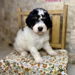 Canary - Black and white female Bernedoodle puppy in Midland, Michigan from Northern Charm Farm
