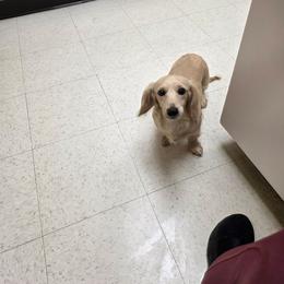 Butters - Pet only - Cream male Dachshund puppy in Bristol, Tennessee from It's Mini Wieners Baby
