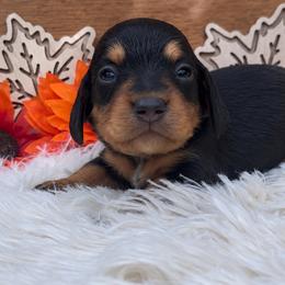Arlo - Black and tan male Dachshund puppy in Fredricktown, Missouri from Ivy Cream Dachshunds