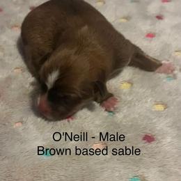 O'Neill - male Sporty Mix puppy in Richland, Michigan from Seay's Sporty Mixes