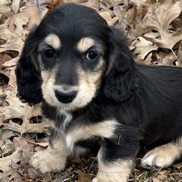 Nova Sage - Black and cream Dachshund puppy in Stoutland, Missouri from Farmhouse Dachshunds