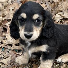 Nova Sage - Black and cream Dachshund puppy in Stoutland, Missouri from Farmhouse Dachshunds