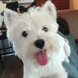 Cotons de Tulear, Mi-Kis, and West Highland White Terriers from My Little Puppy Paws