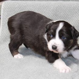 Australian Shepherd Puppies from Narita Farms Aussies