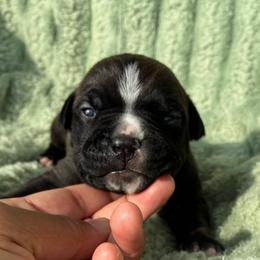 Marvel - Brown brindle male American Staffordshire Terrier puppy in Byron, Georgia from Lelani