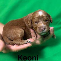 Keoni - Caramel red male Australian Labradoodle puppy in Alamo, Texas from QuiSal Labradoodles