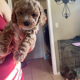 Poodle Puppies from Poodles on the Go