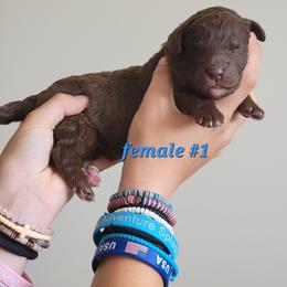 Girl 1 - female Newfypoo puppy in Shelby, Alabama from New Life Family Farm