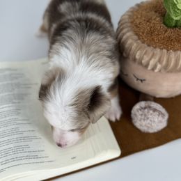 Miniature Australian Shepherd and Toy Australian Shepherd Puppies from Ollie's Aussies