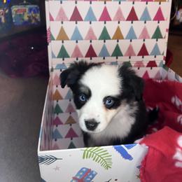 Clyde - Black tri male Toy Australian Shepherd puppy in Medina, Tennessee from Fly Farms