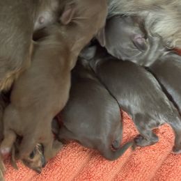 Boy 2 - Chocolate and tan male Dachshund puppy in Bentonville, Arkansas from T & D Dachshunds by design