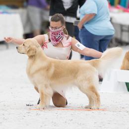 Golden Retriever All Grown Up from GoldRox Goldens