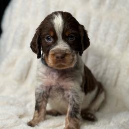 Gray boy - Tri-Roan male English Springer Spaniel puppy in Fairfield, California from Goldridge Springers