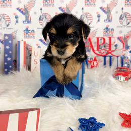 Teacup Brax - Black and tan male Yorkshire Terrier puppy in Lithonia, Georgia from Toy Yorkies Atlanta