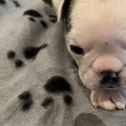 Boston Terriers from Boston Terriers of Conroe