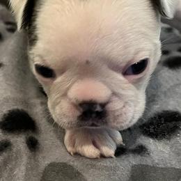 Boston Terriers from Boston Terriers of Conroe