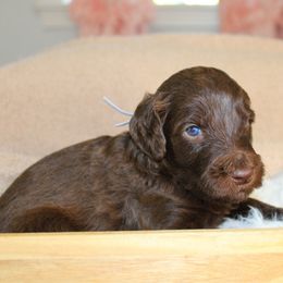 Grey collar - Chocolate female Labradoodle puppy in Grants Pass, Oregon from Oregon Valley Pups