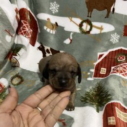 Hank - Red male Dachshund puppy in Magnolia, Texas from Carrie’s Countryside Dachshunds
