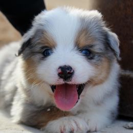 Australian Shepherds, Miniature Australian Shepherds, and Toy Australian Shepherds from Rockin CF Aussies