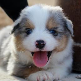 Australian Shepherds, Miniature Australian Shepherds, and Toy Australian Shepherds from Rockin CF Aussies