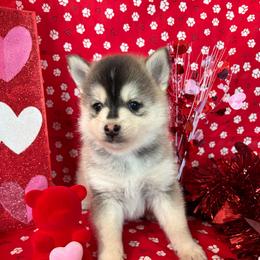 (Astro)naut - Tri-color male Pomsky puppy in Valparaiso, Indiana from Valparaiso Pomskys