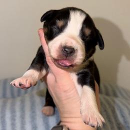 Nicholas - Black tri-color male Australian Shepherd puppy in Anniston, Alabama from All Hale Aussies