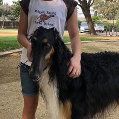 Borzois from Barbara Simpson