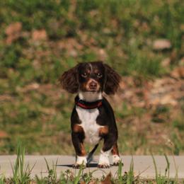 Dachshund puppies from Dachshunds on the Hill