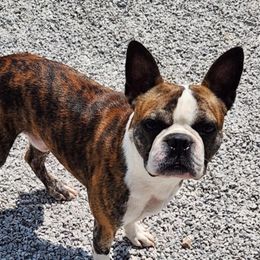 Rusty - Boston Terrier