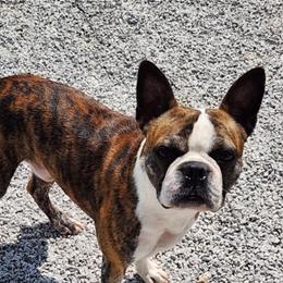 Rusty - Boston Terrier