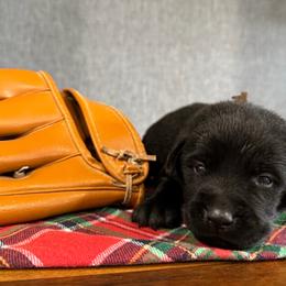 Coal - Black male Labrador Retriever puppy in Richfield, Utah from Stormy River Retrievers