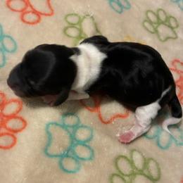 Memphis - Piebald male Dachshund puppy in Dobson, North Carolina from Oakleys Dachshund Haven