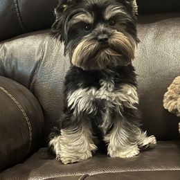 Remi - Yorkshire Terrier