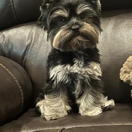 Remi - Yorkshire Terrier