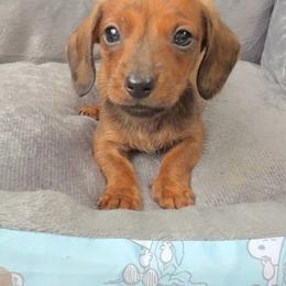 Florian - Brindle male Dachshund puppy in Livingston, Kentucky from Illyria Dox & GSD