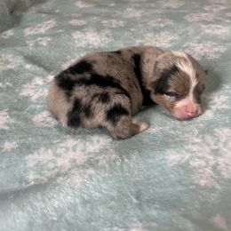 American Corgi and Pembroke Welsh Corgi Puppies from The Comma Corgis